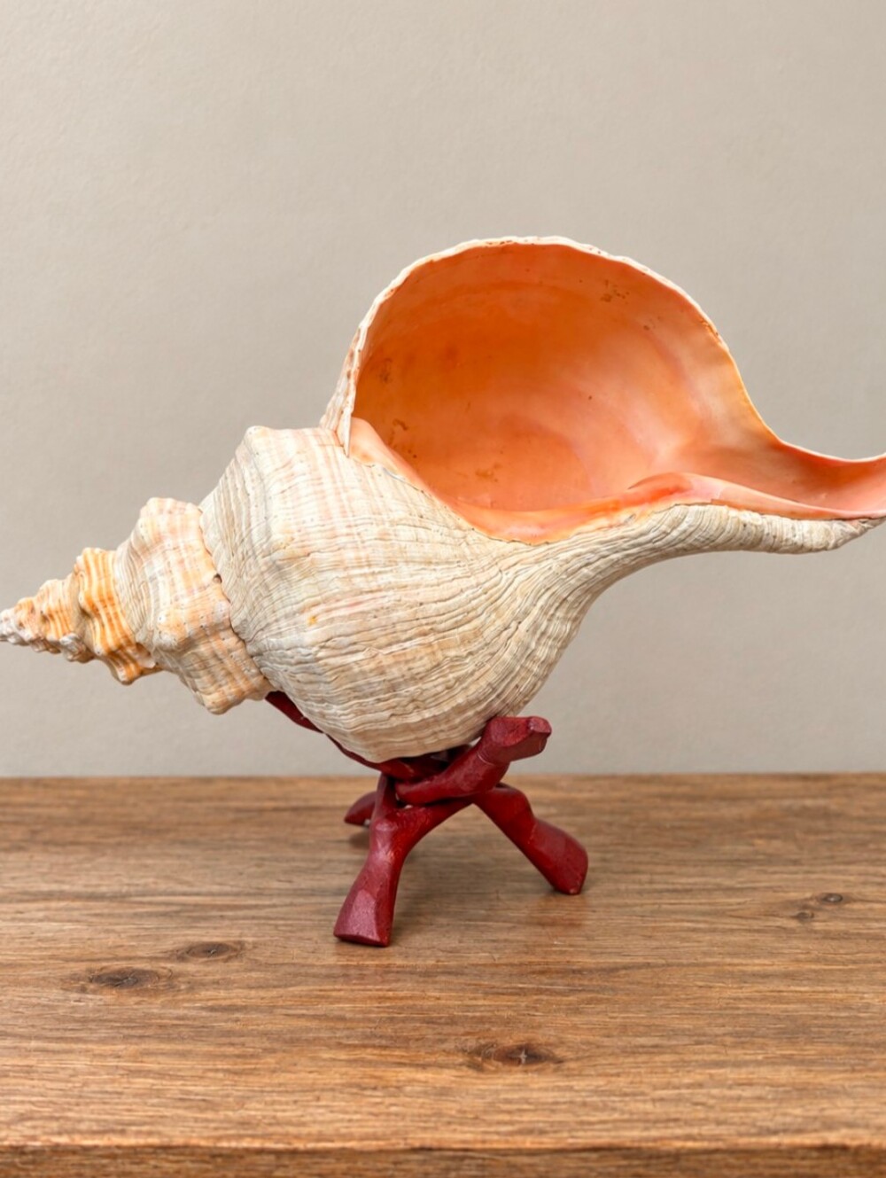 Large Horse Conch | 15”